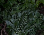 Lemon Balm Hydrosol