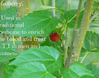 Red Mulberry/Morus Rubra
