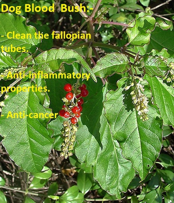 Dog Blood Bush Etsy