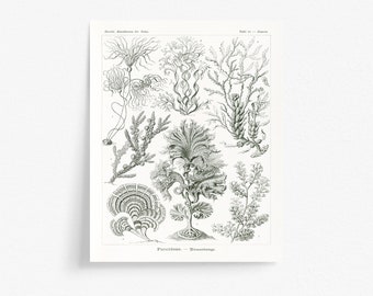 Antique Coastal Home Decor | Seaweed & Kelp Printable Beach House Art | Ernst Haeckel Fucoideae Print | Old Nautical Botanical Illustration