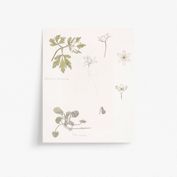 Woodland Flowers Printable Wall Art from Watercolor Pencil Sketch, Wood Anemone & Violets by Julie de Graag | Print at Home Instant Download