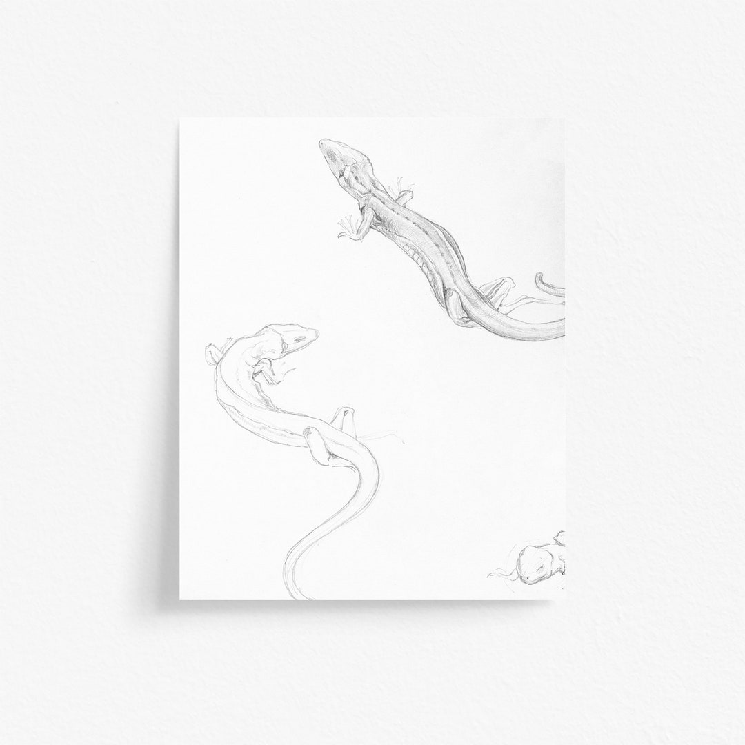 lizard-printable-wall-art-from-an-antique-pencil-sketch-drawing-by