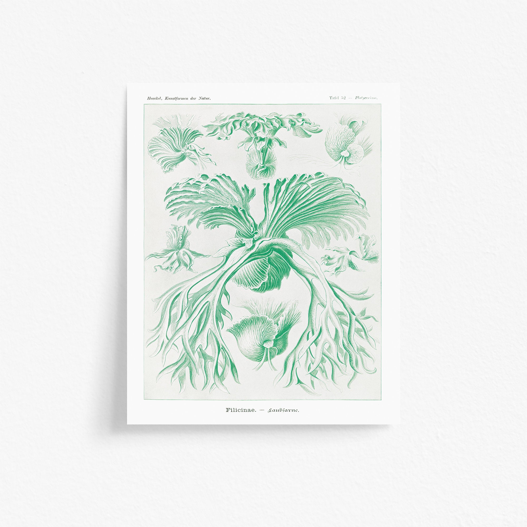 Platycerium Etsy Ireland