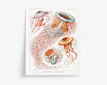 Antique Nautical Art Print, Marine Jellyfish Printable Wall Poster | Ernst Haeckel Print, Old Victorian Science Artwork Ocean Beach Sea Life