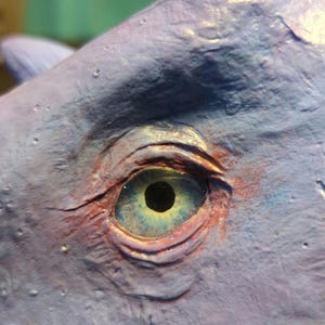 Può includere: Primo piano di un occhio blu con pupilla nera e un anello bianco attorno alla pupilla. L'occhio è circondato da una superficie testurizzata di colore viola.