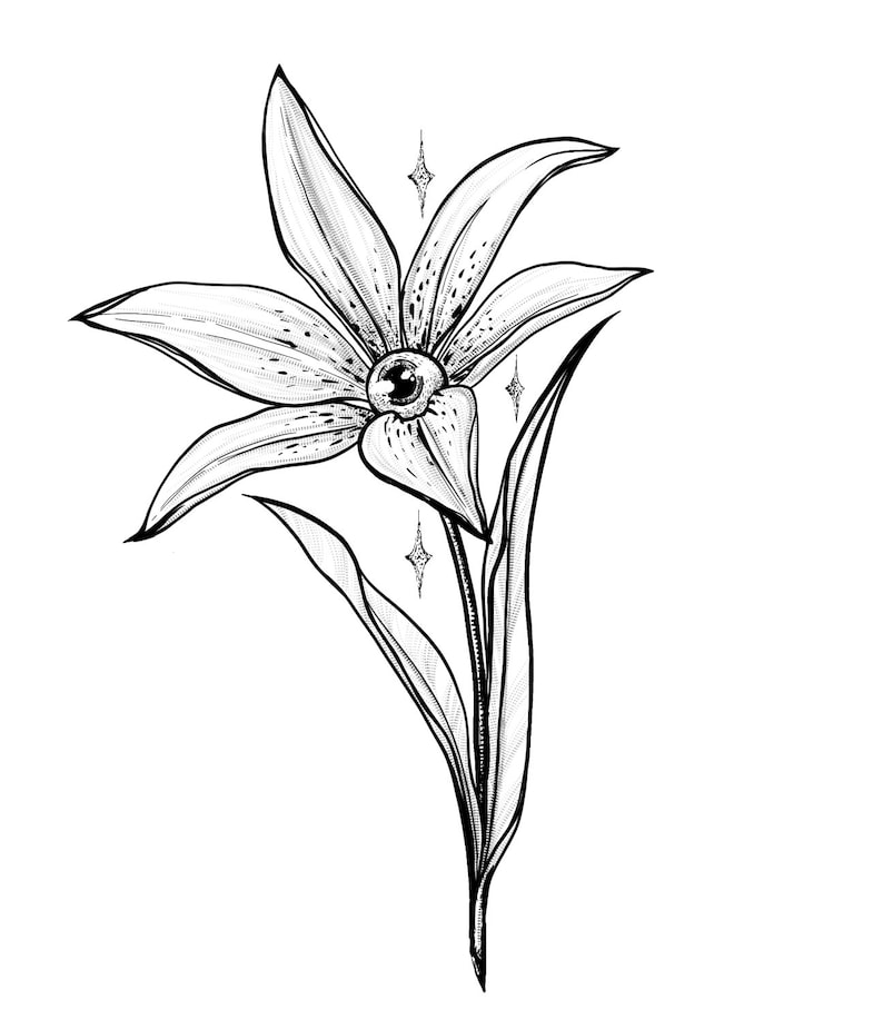 Op de afbeelding: Een zwart-witte lijntekening van een lelie met een enkel oog in het midden van de bloem. De lelie heeft een lange stengel en bladeren. Er zijn kleine sterren rond de bloem.
