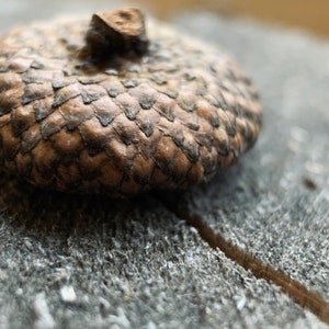 Handmade Magnets, Real Acorns (Set of 4)