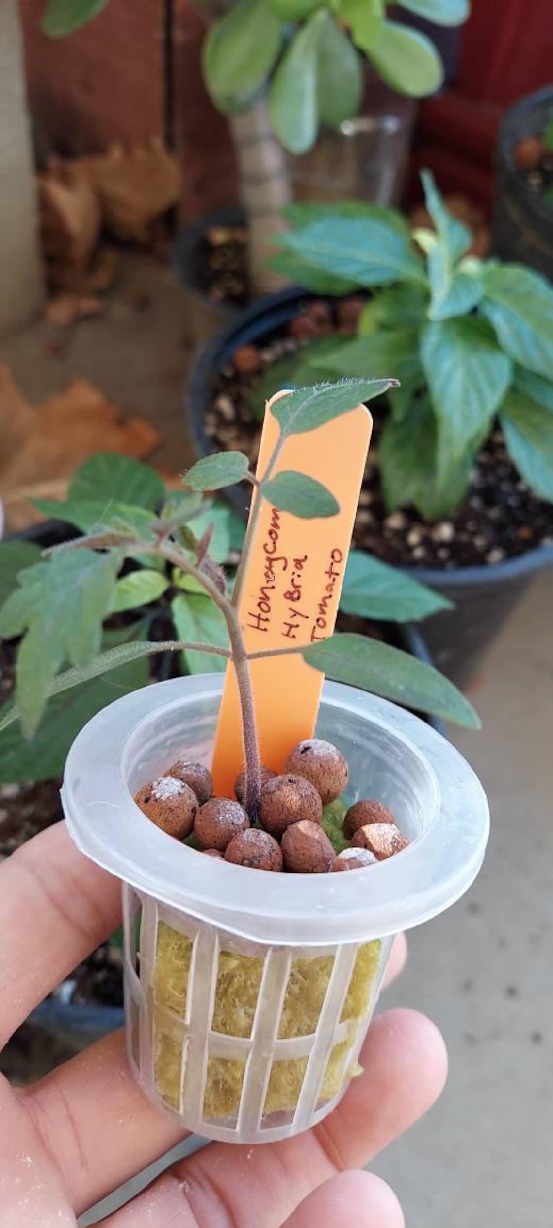 Colored Plant ID Markers Plant ID Tags Plant Lables Etsy