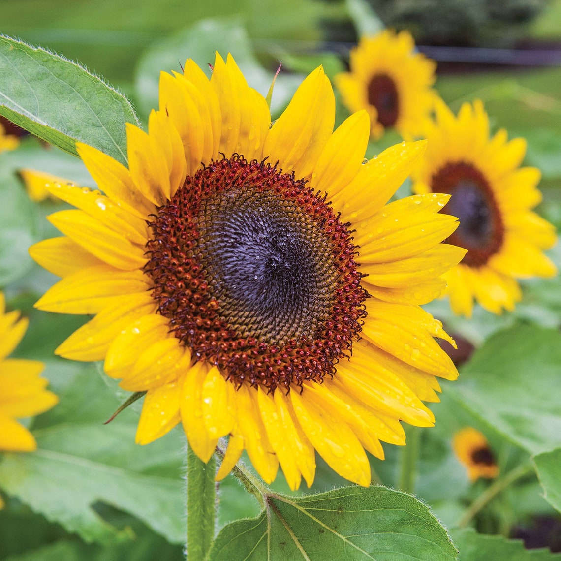 20 Fresh Just Maya Hybrid Sunflower Seeds Etsy