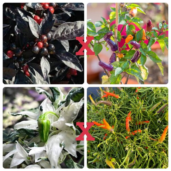 Trinidad Pimento Pepper Plant Etsy