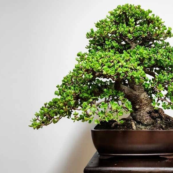 Pre Bonsai Etsy