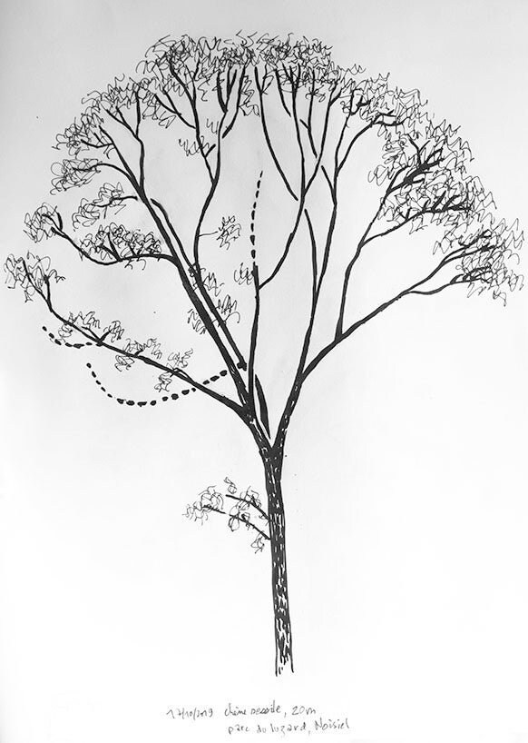 Sessile oak - Etsy 日本