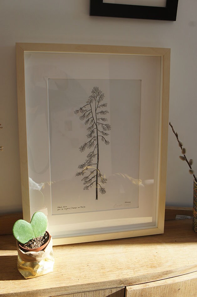Tableau Encadré Dessin à L'encre d'un Arbre Tilleul
