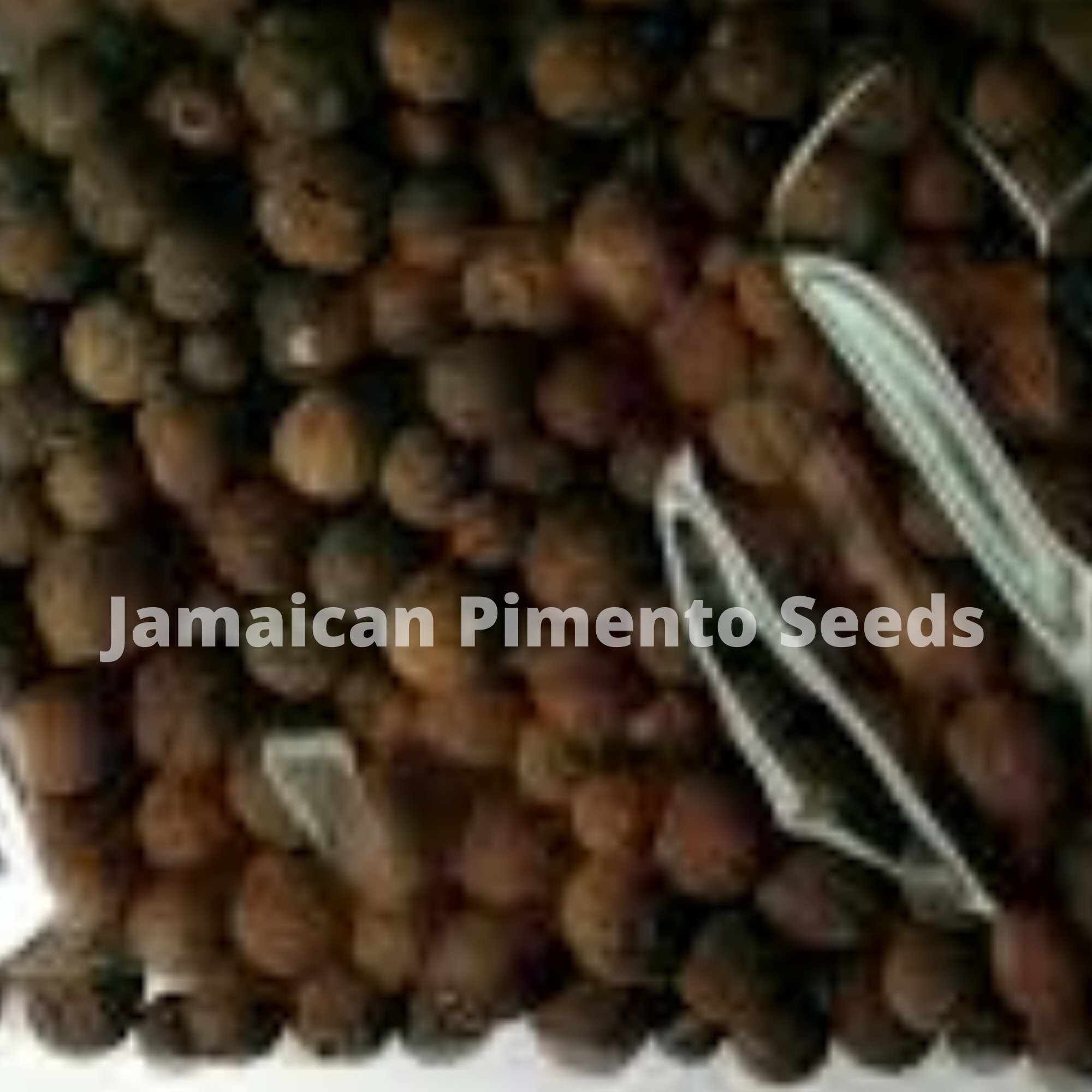 Jamaican Pimento seeds All Spice 4 oz Etsy