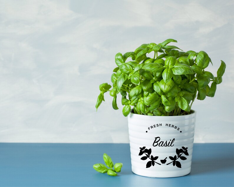 Fresh Herbs SVG Bundle: Kitchen & Pantry Labels (digital Download) - Etsy