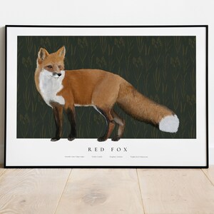Op de afbeelding: Een rode vos met een witte borst en staartpunt staat op een donkergroene achtergrond met een patroon van gouden lijnen. De tekst "RED FOX" is onder de vos gedrukt.