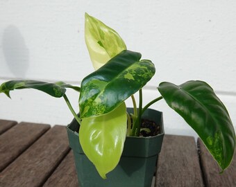 Variegated Burle Marx Philodendron Rooted in 2" Pot