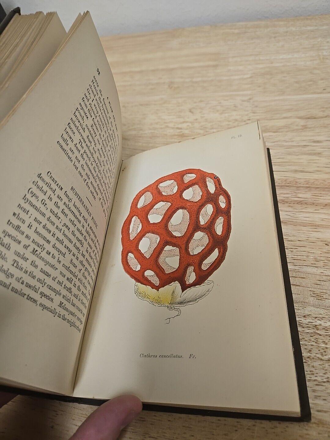 A Plain and Easy Account of British Fungi by M. C. Cooke (1898) - Etsy