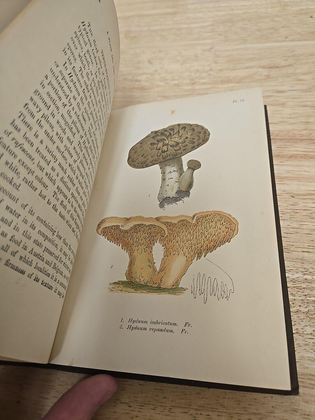 A Plain and Easy Account of British Fungi by M. C. Cooke (1898) - Etsy