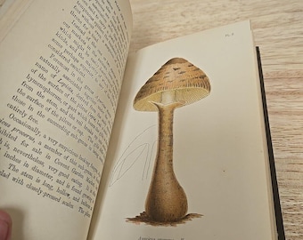 A Plain and Easy Account of British Fungi by M. C. Cooke (1898) - Etsy