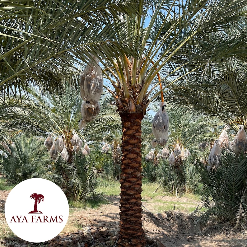Organic Medjool Date Palm Cuttings/off-shoot/pups *produces Dates ...