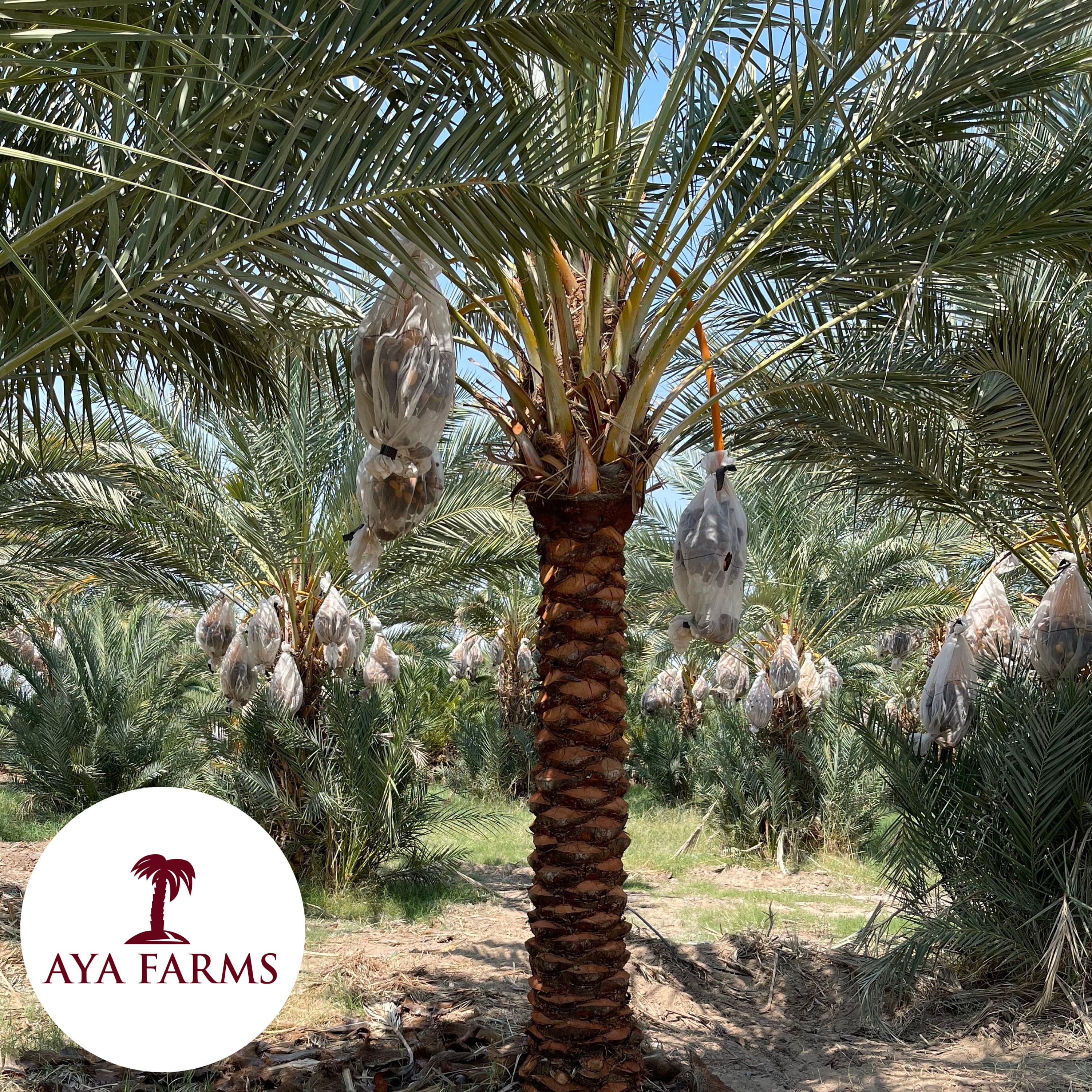 Organic Medjool Date Palm Off shoot pups produces Dates Cultivated