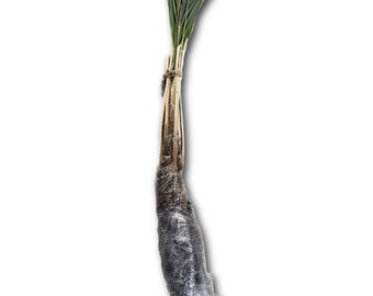 Organic Medjool Date Palm Cuttings/Off-Shoot/Pups *Produces Dates* - Grown By AYA-Farms