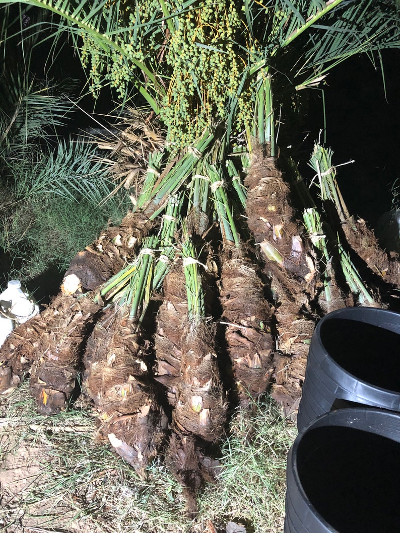 Medjool Date Palm OffShoots/Female pups Produces Dates Etsy