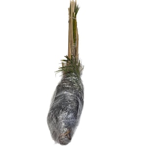 Big Trunk Organic Medjool Palm Cuttings/Off-Shoot/Pups *Female Produces Dates* - Grown By AYA-Farms