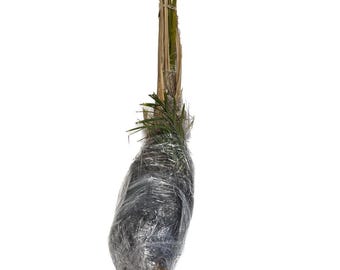 Big Trunk Organic Medjool Palm Cuttings/Off-Shoot/Pups *Female Produces Dates* - Grown By AYA-Farms