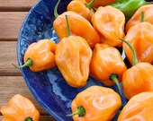 Live Habanero (Orange) Pepper Plant