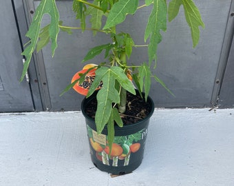 Live Papaya Plant, 1 Gallon Fruit Tree, Red Lady Variety, Tropical Garden Starter, Edible Home Orchard, Potted Tropical Tree