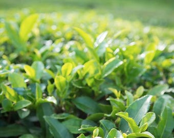 Live Tea Plant Camellia Sinensis, Grow Green Black White Tea, Edible Houseplant, Indoor Outdoor Potted Garden Starter, Gardener Gift