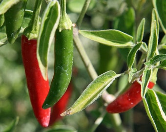 Live Serrano Hot Pepper Plant