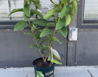 Live Large Guava (1 gallon pot)