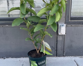 Live Guava Tree 1 Gallon Pot, Tropical Pink Guava Plant, Edible Fruit Tree, Potted Indoor Outdoor Garden Starter, Gardener Gift Idea