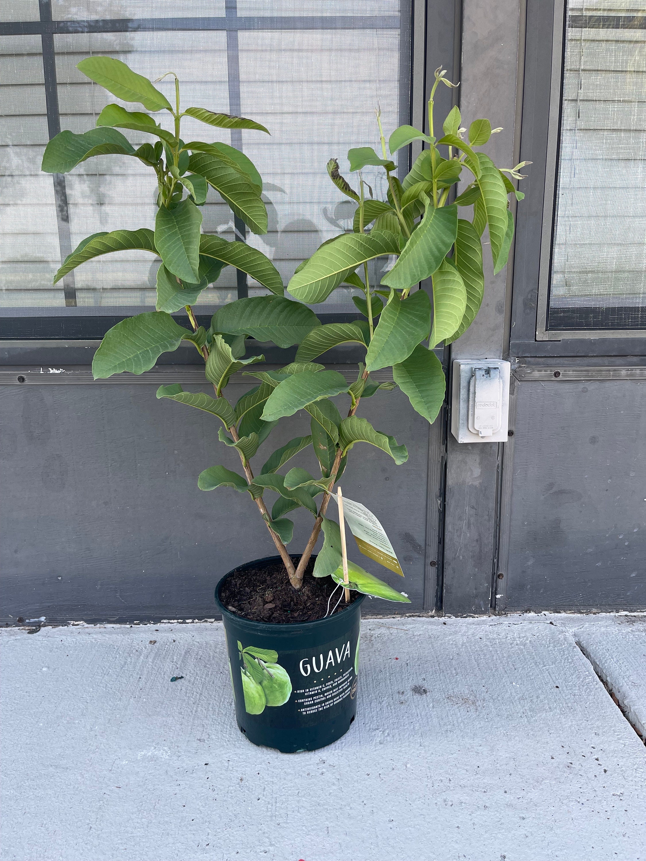 Live Large Guava (1 gallon pot)