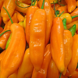 Aji Amarillo Seeds (25 Ea+) 100% Organic - Peru