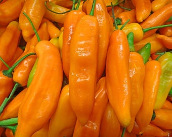 Aji Amarillo Seeds (25 Ea+) 100% Organic - Peru