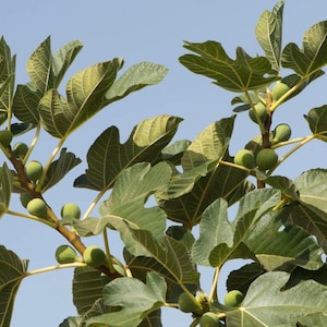 Live Fig Tree 1 gallon pot (20+ inches)