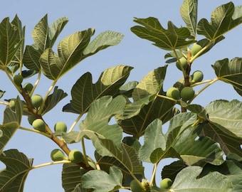 Live Edible Fig Tree, 1 Gallon Potted Plant, Outdoor Fruit Tree, Home Orchard Starter, Fresh Fig Plant, Real Garden Tree Gift