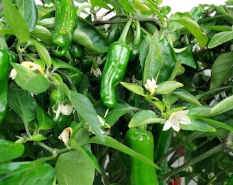 Live Shishito Sweet Pepper Plants