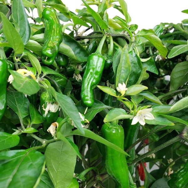 Live Shishito Sweet Pepper Plants