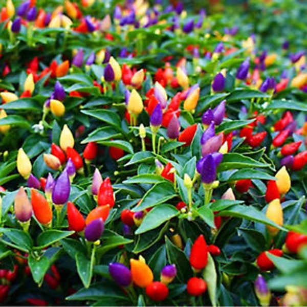 Bolivian Rainbow Pepper Seeds 10+