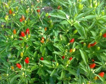 Live Calabrian Chili Pepper Plant- Italian Pepper Plant