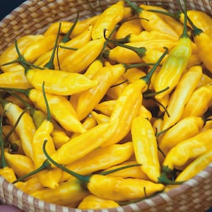 Aji Limo Seeds (25 Ea+) Organic - Peru