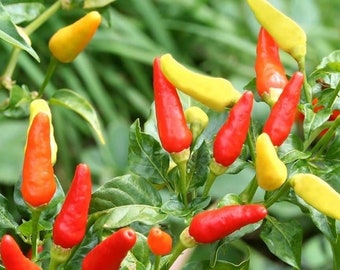 Live Hot Tabasco Pepper Plant