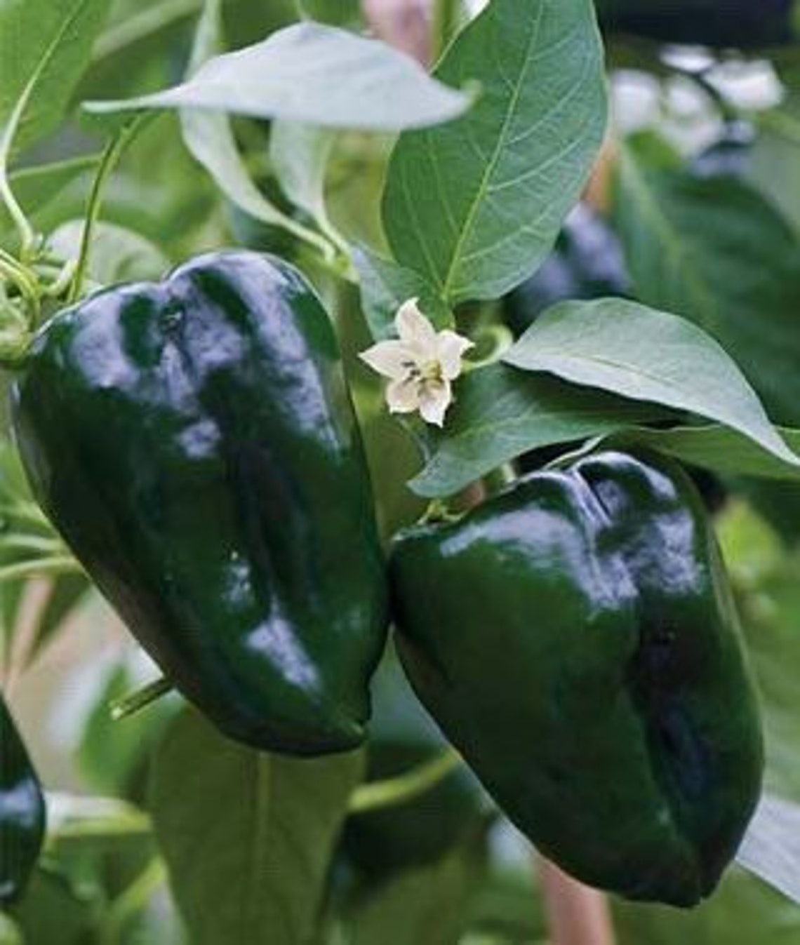 Live Poblano Ancho Pepper Plant Etsy