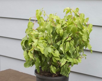hanging plant poles The Pole (White + 4 hooks)  Shop Di+