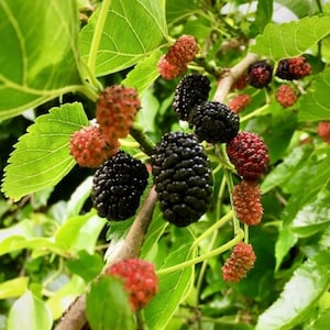 Puede incluir: Primer plano de una morera con moras negras y rojas maduras que crecen en las ramas. Las hojas son verdes y las bayas est&aacute;n agrupadas.